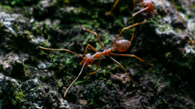 Macro photography of red weaver ants teamwork making a bridge to cross a gap.