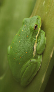 American Green Tree Frog Hyla cinerea On Aloe Vera Plant