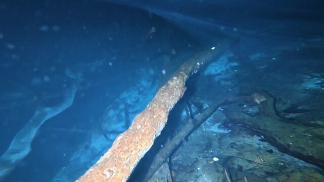 Underwater view of submerged tree trunks and fish swimming in a freshwater cenote cave