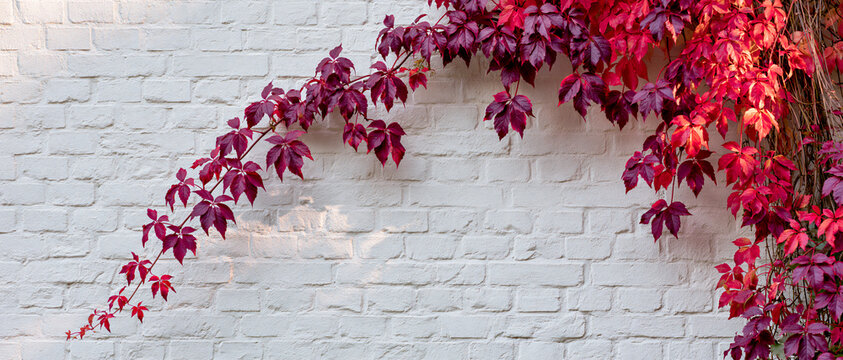 Autumn red vine leaves climbing on a white brick wall background with empty copy space