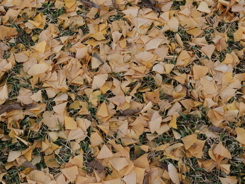 Ginkgo Tree Leaves From Hubbard Ginkgo at Tyler City Hall, Tyler TX