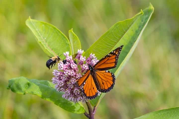 Monarch butterfly (Danaus plexippus) It is feeding on Swamp milkweed (Asclepias incarnata), which is a native nectar plant essential for Monarchs. © Denny
