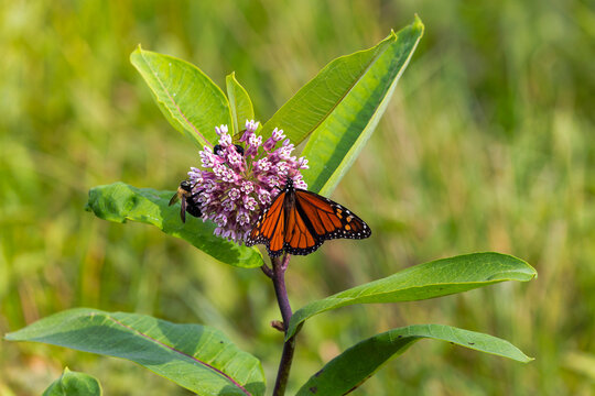 Monarch butterfly (Danaus plexippus) It is feeding on Swamp milkweed (Asclepias incarnata), which is a native nectar plant essential for Monarchs.