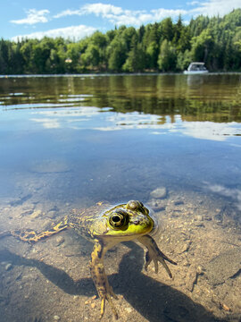 Une grenouille sur le lac, Qu&eacute;bec, Canada
