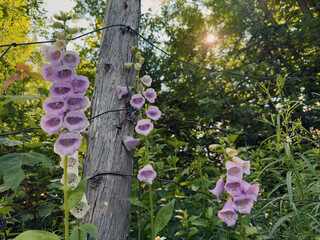 Fleurs de digitale pourpre dans un jardin, sur une clôture en fil de fer et en bois à la campagne.  © Pascal Huot