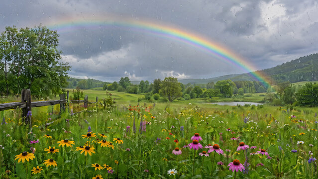 Wildflower meadow and countryside landscape with rainbow after rain