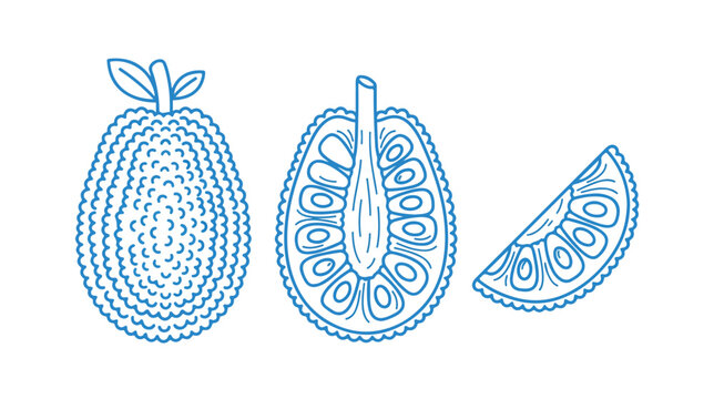 Minimalist jackfruit line art vector, hand drawn tropical fruit set with whole and sliced jackfruit, blue outline exotic food illustrations