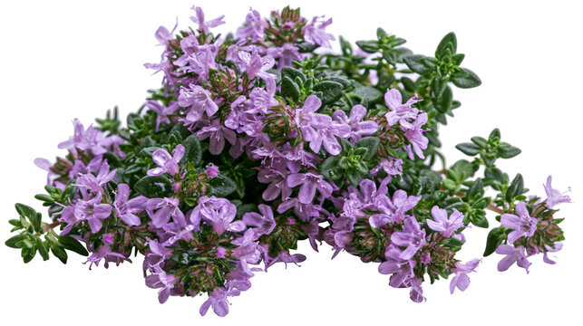Fresh blooming thyme herb with tiny purple flowers and green leaves, isolated on transparent background