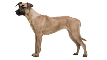 Fototapeta premium Tan Great Dane dog with dark face standing alert, isolated on transparent background