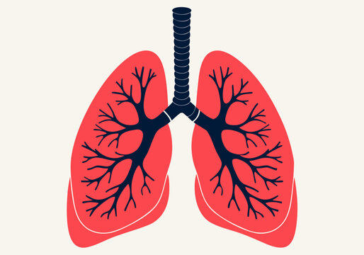 human lungs vector