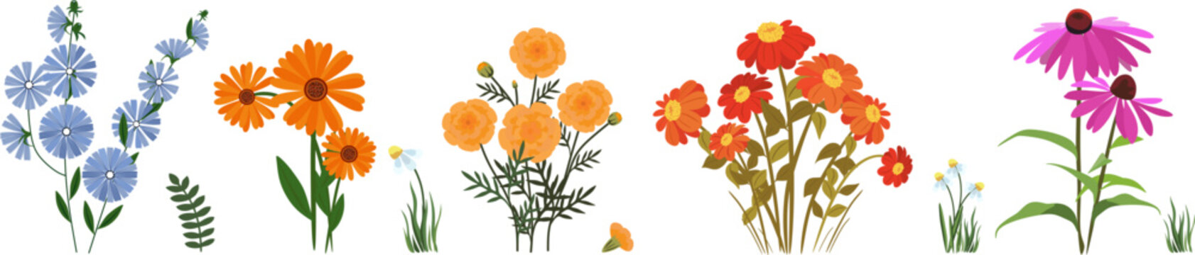 flat vector collection featuring a variety of seasonal flowers calendula, marigolds, chicory, echinacea, and zinnias . set of isolated botanical illustrations