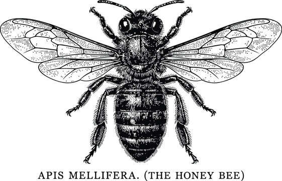 Apis Mellifera honey bee illustration with detailed wings against a white background in a vintage engraving style for science and nature concepts