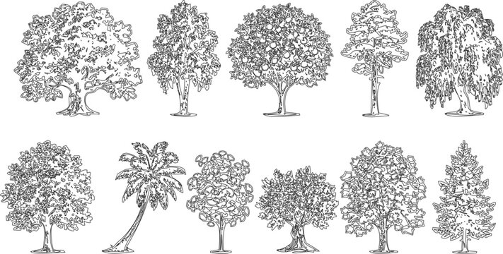 Collection of diverse trees drawn with fine ink linework against a clean white background for graphic design