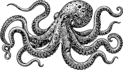 Detailed ornate octopus illustration with flowing tentacles against a white background in a vintage etching style for maritime themes © Ishtiaq