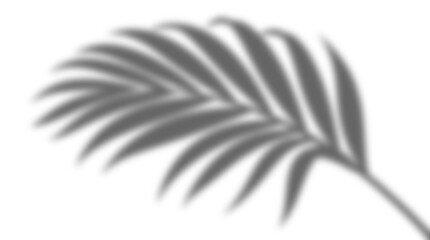Blurry gray palm leaf on transparent background for design and decoration purposes © md