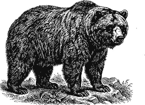 Grizzly bear standing on rocky ground with grass under soft natural lighting in a vintage engraving style
