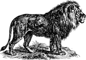 Majestic lion standing on rocky terrain during daytime with detailed mane and fur in a vintage engraving style © Ishtiaq