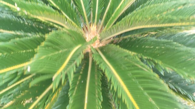 Top down aerial view of green Cycas revoluta sago palm leaves swaying gently in the wind