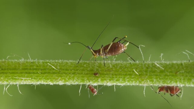 aphids hanging on a plant stem sucking