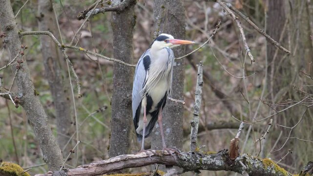 grey heron (Ardea cinerea) bird standing on branch