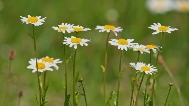 ox-eye daisy (Leucanthemum vulgare) flowers moving in the wind with natural sounds