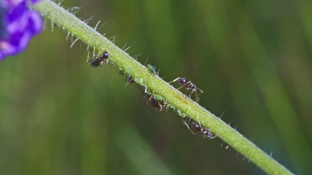 ants taking care of their aphid flock