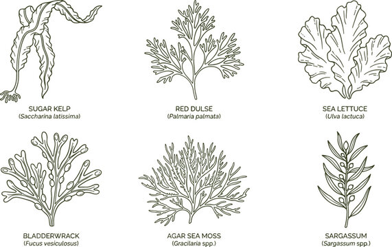 Hand drawn edible seaweed vector set featuring vintage sketch line art illustrations of kelp dulse sea moss and bladderwrack algae