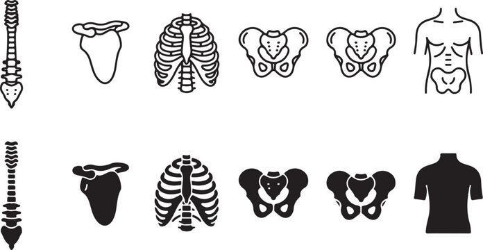 Human skeletal system anatomy icons set featuring spine rib cage pelvis and torso in outline and silhouette