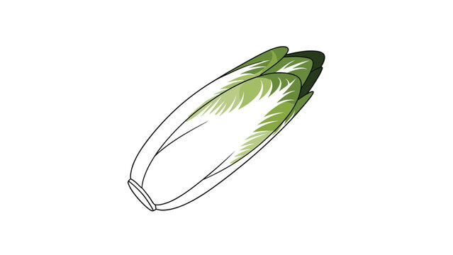 Fresh belgian endive or witloof chicory vegetable illustration isolated on white background for culinary and healthy eating designs.