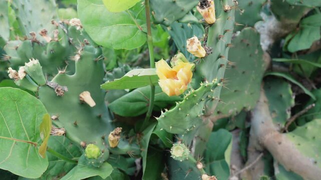 Cactus with a yellow flower