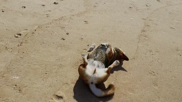 Happy corgi rolling in sand on Portugal Atlantic beach

Playful corgi mix running, rolling in the sand and enjoying freedom on Baleal Beach in Portugal. Cheerful pet lifestyle 