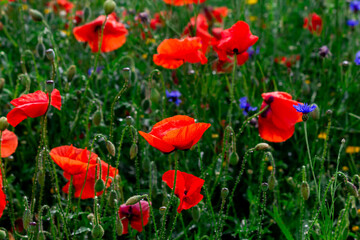 Obraz premium Vibrant red poppies and scattered blue cornflowers fill a sunlit summer meadow, with delicate petals, green stems and morning dew creating a fresh, natural floral scene full of color and texture.