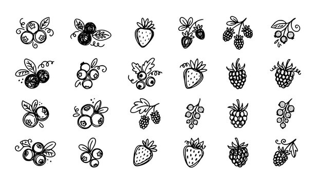 Berry and Insect Collection with Bees Butterflies Strawberries Raspberries and Botanical Nature Illustrations