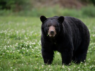 Naklejka premium Black bear walking in green grass field with white flowers, wildlife scene