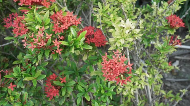 flowers in garden