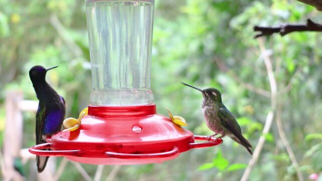A group of Green‑crowned Brilliant hummingbirds and Seven‑colored hummingbirds feed at a red nectar feeder within the lush cloud forest of Mindo, Ecuador.