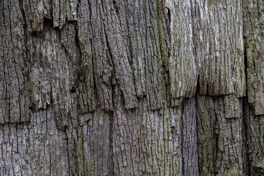 Background. Close-up. Tree bark. The wall of a traditional old house.