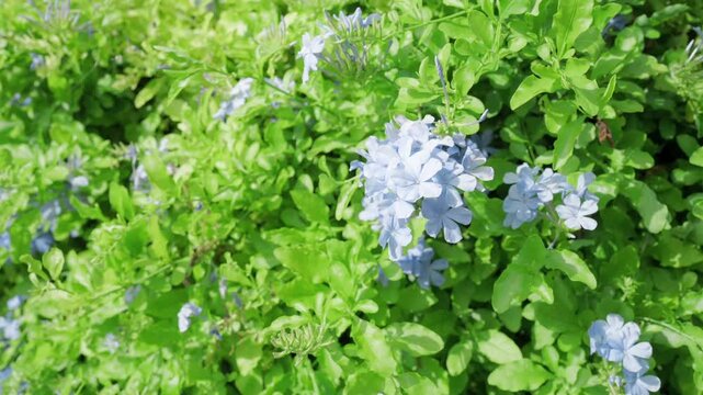 flowers in garden