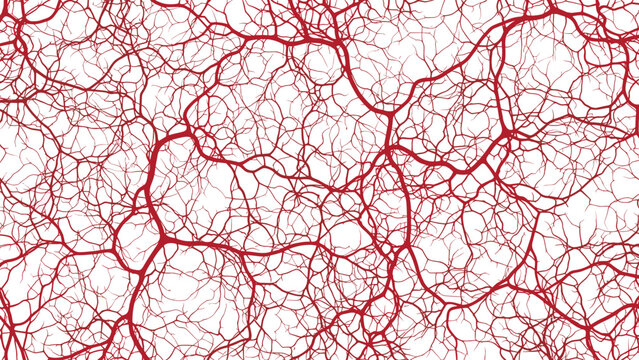 Detailed red network of complex branching lines creating an organic pattern similar to blood vessels on white background.