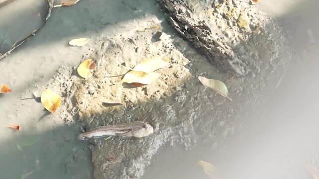 Mudskipper fish on the wet mud in mangrove forest, Chonburi, Thailand.