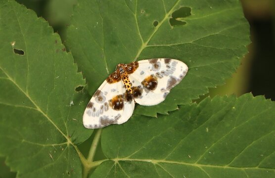Abraxas sylvata (clouded magpie) moth