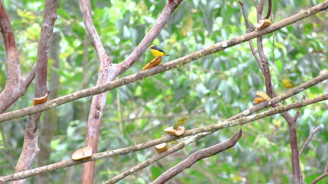 Some thick-billed euphonias perch on branches. A male with striking dark blue plumage and yellow belly stands out, accompanied by individuals in olive-green tones. They feed on pieces of banana.