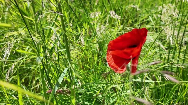 Bright red poppy in a summer wildflower meadow. Wildflowers and tall grasses create a natural habitat for insects and represent sustainable landscape management.