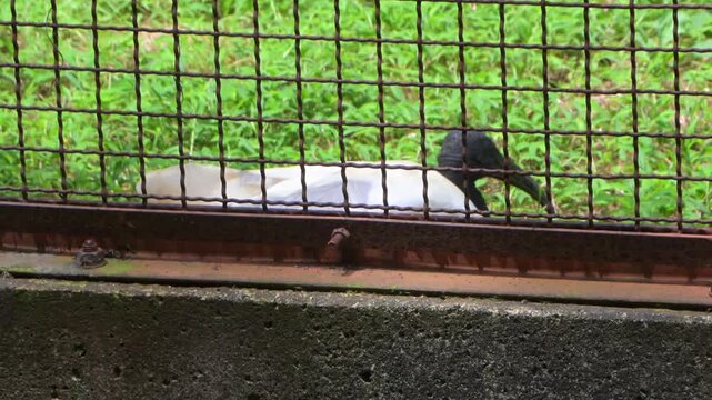 クロトキ