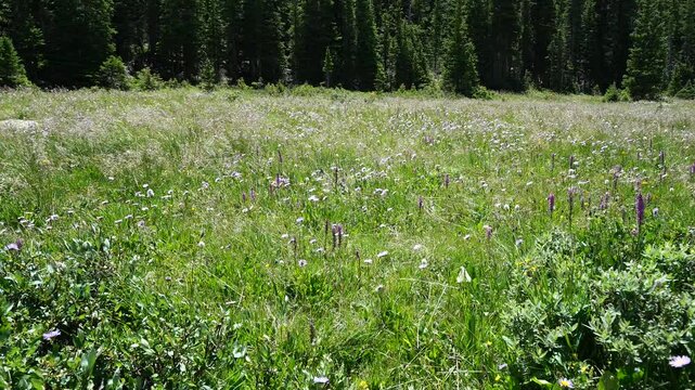 Elephant's Head Wildflowers Swaying in an Alpine Meadow in Colorado