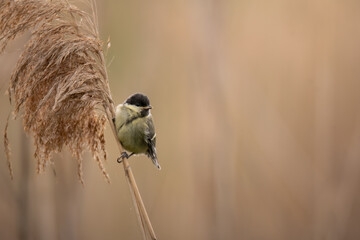 Great tit perched on common reed in wetland habitat © Luuk