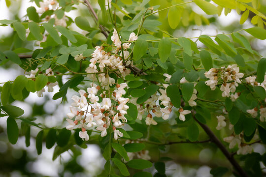 Black locust tree in full bloom during spring