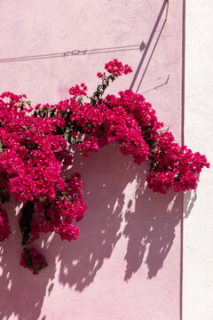 bright pink bougainvillea covering a traditional pink architectural building in Lisbon, Portugal