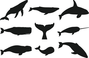 Black and white marine mammals and sea creatures illustration © MH Mehedi