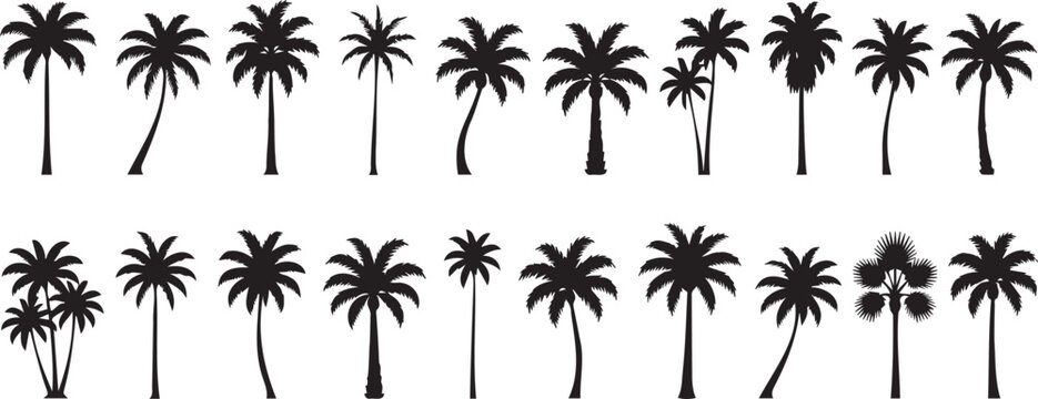 Set of black palm tree vector silhouettes displaying diverse tropical foliage shapes for creative graphic design projects and island themes